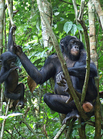 Mixed messages, Female bonobo sexual swellings, Males' attention HD phone wallpaper
