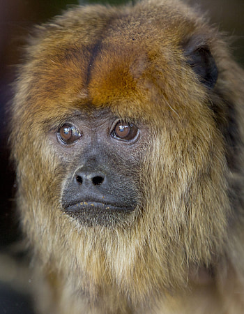 Howler Monkey, Dudley Zoo resident, Endearing primate, Wildlife conservation HD phone wallpaper