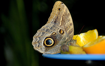 Macro, Butterfly, Plate, Citrus, Preference HD wallpaper