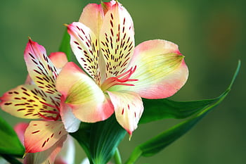 Close-up of a blooming pink Alstroemeria flower showcasing its delicate petals and vibrant colors. HD wallpaper
