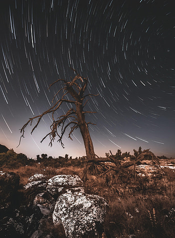 Nature, Stars, Night, Wood, Tree, Long Exposure, Snag HD phone wallpaper