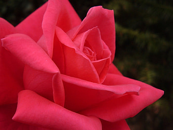 ROSA PINK, pink, flor, rosa, flora, natureza HD wallpaper