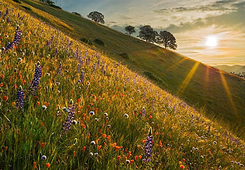 Amazing Landscape, morning, beautiful, grass, sunrise, field, bright, trees, flowers, sun HD wallpaper