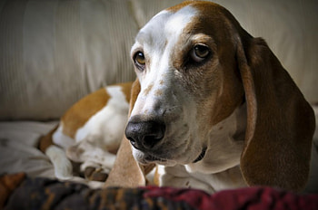 Dog, sweet, animal, dogs, cute, beautiful, puppys, puppy, pretty, animals, lovely HD wallpaper