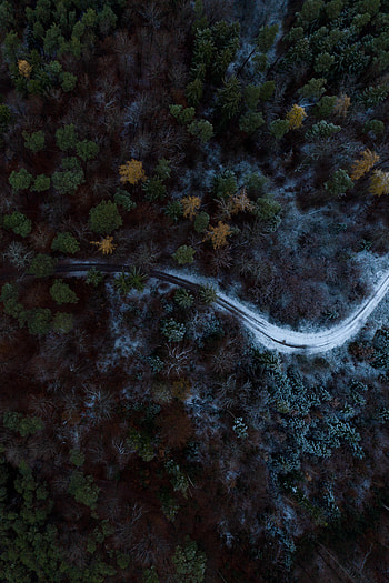 Nature, Trees, Snow, View From Above, Road, Forest HD phone wallpaper