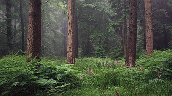 Forest, grass, nature, tree HD wallpaper