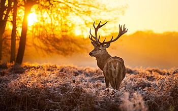 Autumn deer , Nature's artistry, Seasonal beauty, Fall colors HD wallpaper
