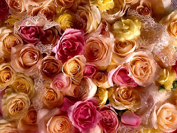 adi, nature, flowers HD wallpaper