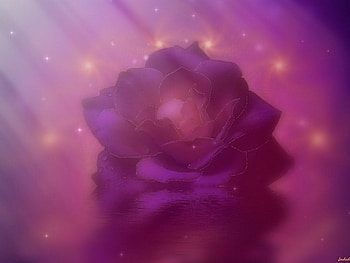 Blessings, flowers, roses HD wallpaper