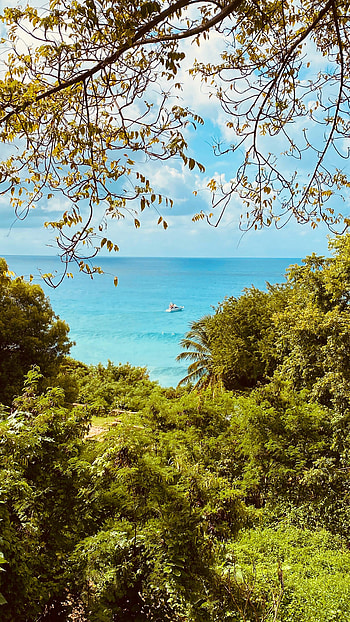 Nature, Leaves, Sea, Branches, Boat HD phone wallpaper
