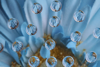 Flower Drops, drops, nature, bubbles, flower HD wallpaper