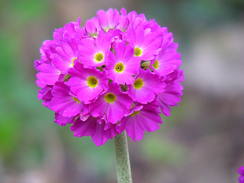 Pretty Primula Flowers, primula, graphy, garden, pink, pretty, single, head of, nature, flowers HD wallpaper