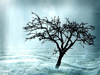 copac fulgerat, night, flash, light, water, tree HD wallpaper