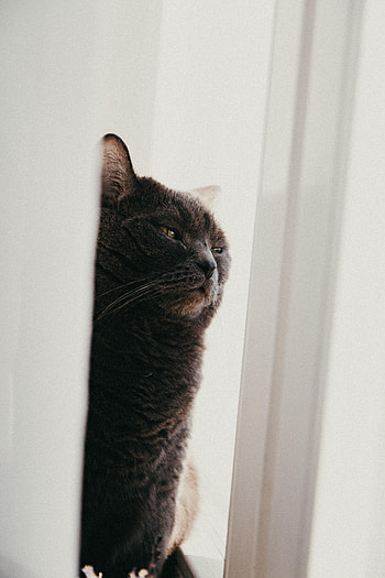 Funny, Animals, Cat, Cloth, Pet, Sleep, Dream HD phone wallpaper
