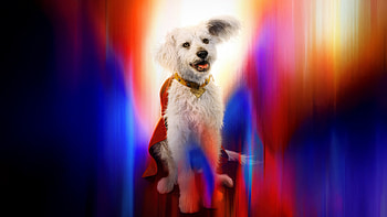 Krypto In Superman Movie, superman-legacy, superman, krypto, superheroes, dc-comics, movies, 2025-movies HD wallpaper