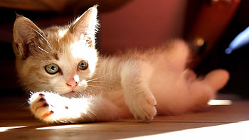 Animals, Shine, Light, Kitty, Kitten, To Lie Down, Lie, Shadow HD wallpaper