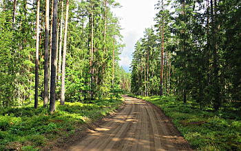 Forest Path, path, Latvia, trees, road, forest HD wallpaper