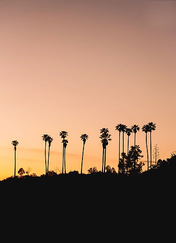 Peaceful sunset scene with silhouettes of tall palm trees against an orange sky. HD phone wallpaper