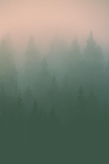 Nature, Trees, Fog, Silhouettes, Haze HD phone wallpaper