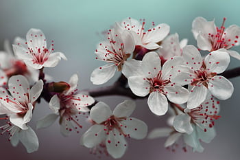 A detailed close-up of delicate cherry blossoms in full bloom during spring. HD wallpaper