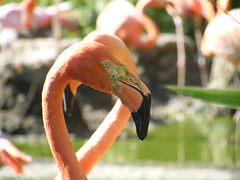 Flamingo, pink, bird, water HD wallpaper