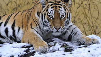 Tiger-in-snow, winter, cat, Tiger, snow HD wallpaper