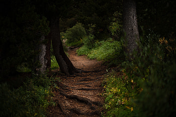 Trees, pathway, dirt road, nature HD wallpaper