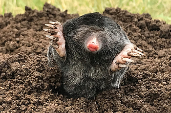 Mole, ACD pest control, Mole control, Mammal control HD wallpaper
