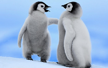 Birds_Pair_small_penguin, blue, birds, animals, love, penquin, sky, ice HD wallpaper