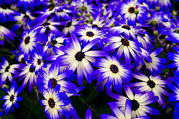Flowers, Flower Bed, Flowerbed, Purple, Osteospermum HD wallpaper