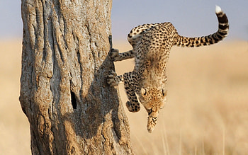Animals, Cheetah, Wood, Tree, Big Cat, Bounce, Jump, Hunting, Hunt HD wallpaper