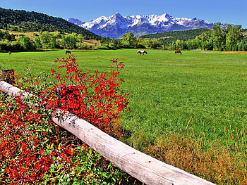 Horses grazing, horses, green, beautiful, nature, grass, grazing, mountain HD wallpaper