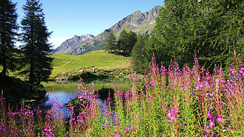 Fireweed Alaska, colorful, tress, beautiful, alaska, purple, lakes, purple flowers, green, nature, flowers, mountains, forest, fireweed HD wallpaper
