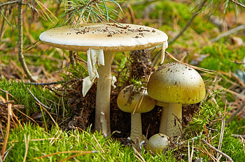 Giftpilze, Mushroom identification, Unterscheiden obi, Mushroom's dangers HD wallpaper