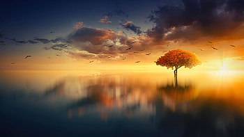Oceanside at dawn, clouds, sea, sky, tree, reflections HD wallpaper