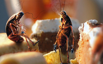 Food, Miscellanea, Miscellaneous, Baking, Pone, Cockroaches HD wallpaper