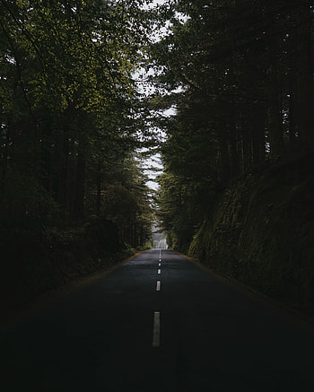 Nature, Trees, Road, Markup, Forest, Asphalt, Path, Way HD phone wallpaper