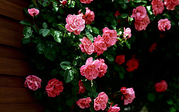 Flowers, Roses, Greens, Wall HD wallpaper