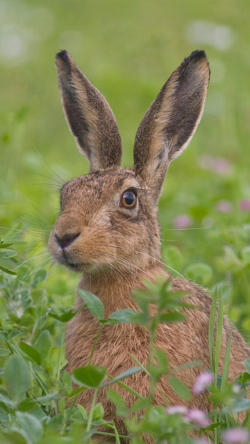 Graceful hare, Wild animal, Beautiful creature, Nature graphy HD phone wallpaper