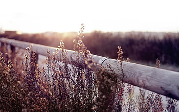 Nature, Field, Fence, Herbs, Herbage, Log, Hedge HD wallpaper