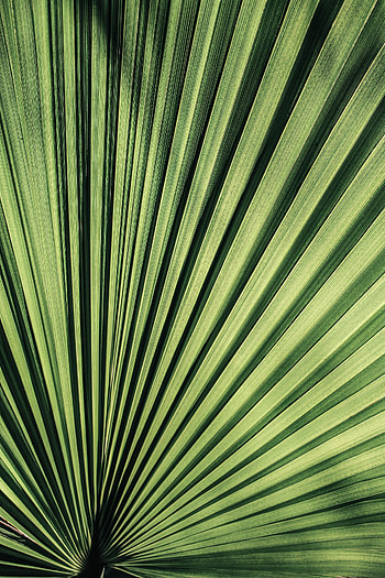 Plant, Macro, Palm, Sheet, Leaf, Stripes, Streaks HD phone wallpaper