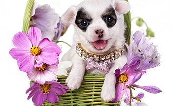 Chihuahua, dog, animal, white, cute, basket, puppy, pink, flower HD wallpaper