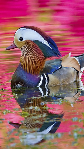 Mandarin Duck, Pink Background HD phone wallpaper
