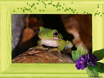 GREEN TREE FROG, TREE, GREEN, FROG HD wallpaper