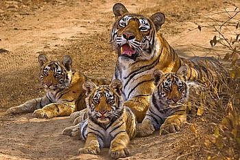 Tigers, artwork, predators, resting, painting, family, mom, cubs HD wallpaper