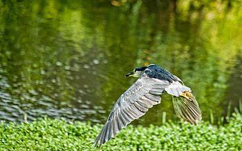 Animals, Grass, Bird, Flight HD wallpaper