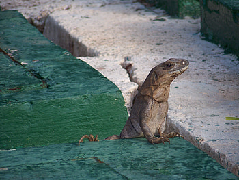 Animals, Lizard, Reptile, Climb, Curiosity HD wallpaper