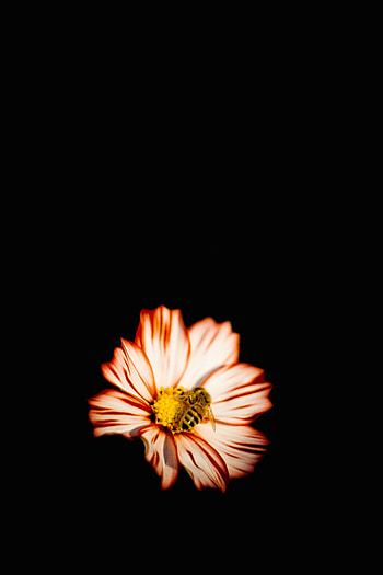 Flower, Macro, Insect, Bee, Pollination HD phone wallpaper