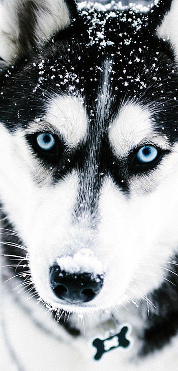 Cute Husky puppies, Blue-eyed wonders, Adorable pets, Heart-melting cuteness HD phone wallpaper
