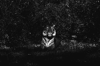Animals, Lies, Predator, Bw, Chb, Tiger HD wallpaper